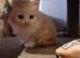4 kittens