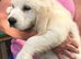Ready now Golden Retriever pups