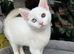 RAGDOLL X MALE READY NOW
