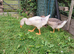 2 Chinese X Embden goslings