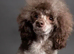 Extensively health tested parents! f1b mini cockapoo