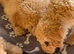 KC reg Miniature Poodle Boys ready to leave