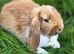 READY NOW! 9 week old female Baby Bunnies