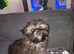 Girl shorkie