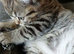Bsh X Scotish straight kittens. Microchipped.