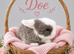 Beautiful litter of Pure Bred Mini Lops