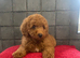 Stunning Red Minature Poodle Girl
