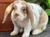 Young Mini Plush Lops available. Hypoallergenic fur.
