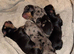 Mini dachshund puppies