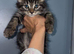 5 Maine coon kittens
