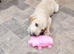 Gorgeous KC registered Labrador puppies