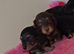 LongHair mini dachshund pups