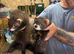 Eh hob ferrets