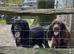Kc black and white cockerspainel stud