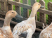 6x Welsh Harlequin Ducks & 2 Silver Appleyard