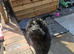 Cockapoo bitch 4 months