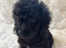 CAVAPOO PUPPiES