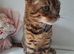 Beautiful Bella  looking for a loving home.
