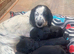 cocker spaniel puppies