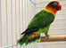 Yellow-collared lovebird with starter food for sale