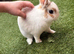 1 year old male netherland dwarf rabbit