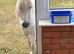Welsh mountain mare