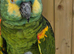 Blue Fronted Amazon Parrot