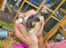 Mini lop x dutch