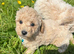 Toy Poochon Puppies (Poochon x Toy Poodle