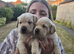 KC working Labrador Retriever Puppies