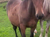 Yearling colt Irish sports horse