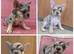 French Bulldog puppies