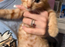 Kittens for sale