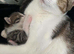 Beautiful Kitten