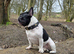 French bulldog puppies