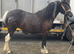 Filly to make 13.2/3hh
