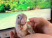 Beautiful baby pineapple conures ready by end of October