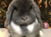 Lovely Blue Tort Minilop 7 months old Vaccinated