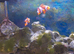 Pair breeding clown fish, coral banded shrimp and yellow headed jawfish