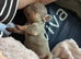 Gorgeous Kc Reg Tiny Boy