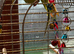 Indian ring neck hen