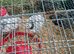 Unsexed chicks,various breeds