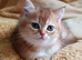 Beautiful Golden kittens