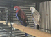 Finches to parrots