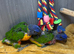 Hand-Reared Rainbow Lorikeets