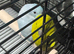 Baby parrotlets Glasgow
