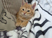 Pixie bob mixed kittens ready now