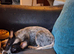 Blue Heeler pup
