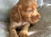 Cocker spaniel puppies