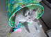 British short hair female Kitten